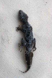 Gecko2.1